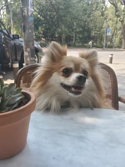 Waffles, the inspiration behind Waffles AI