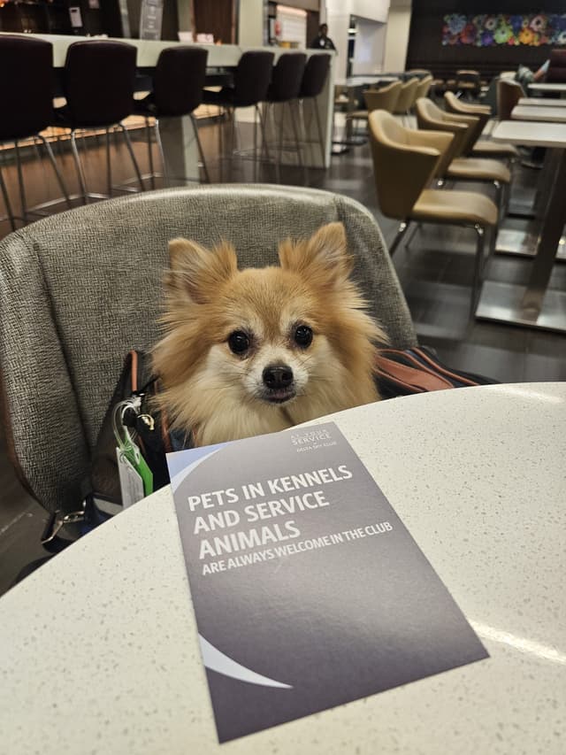 Waffles sitting in the Delta Sky Club